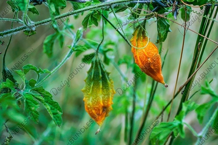 Garden Background Image 10