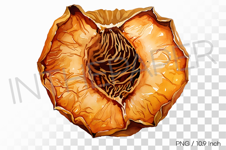 Sweet Tangy Orange Dehydrated Apricot PNG Fruit Clipart
