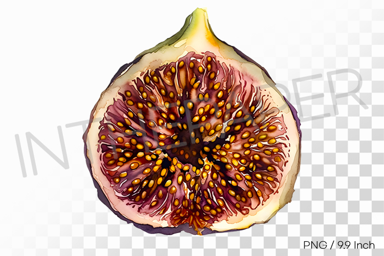 Rich Textured Dehydrated Dried Fig PNG Fruit Clipart Illust