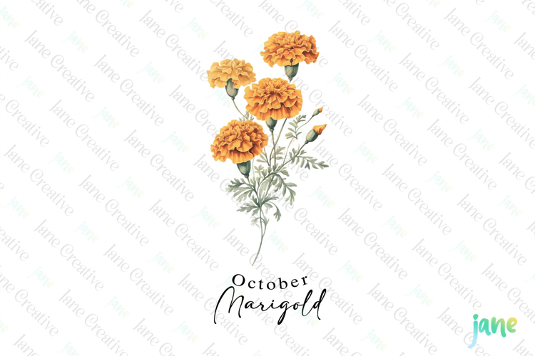 Marigold Clipart Image 22