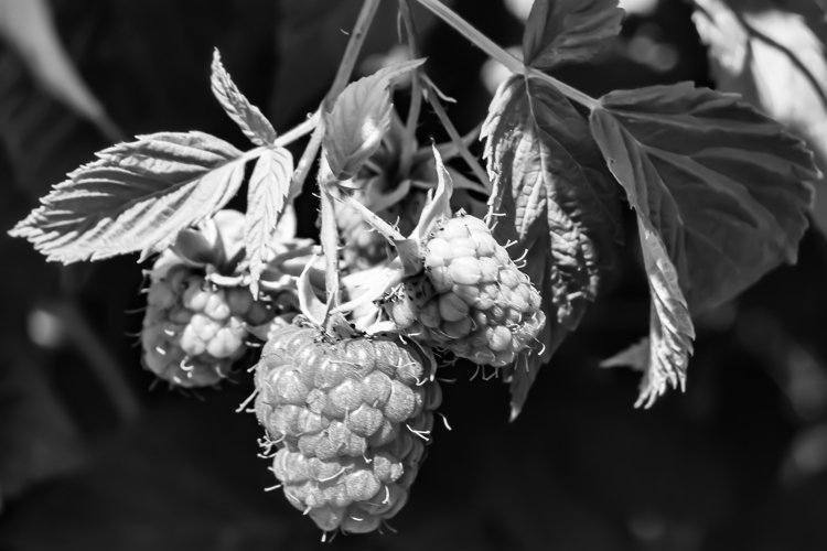 Beautiful berry branch raspberry bush with natural leaves