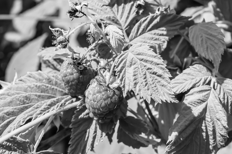 Beautiful berry branch raspberry bush with natural leaves