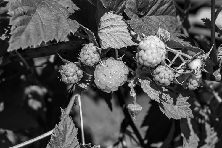 Beautiful berry branch raspberry bush with natural leaves
