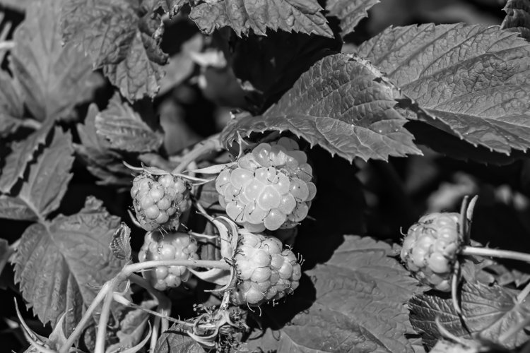 Beautiful berry branch raspberry bush with natural leaves
