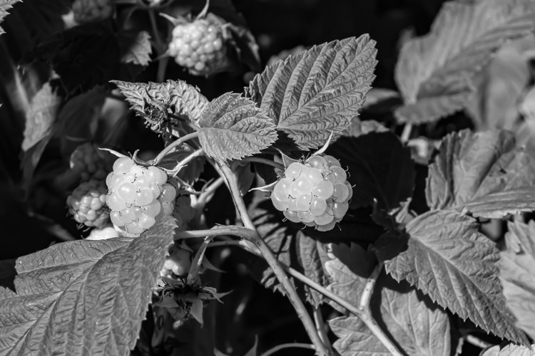 Beautiful berry branch raspberry bush with natural leaves