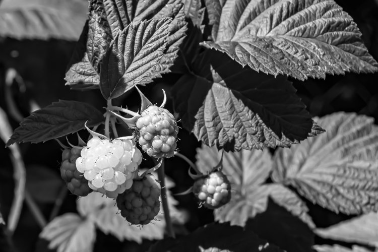 Beautiful berry branch raspberry bush with natural leaves