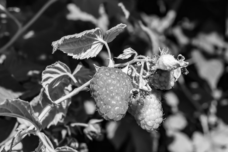 Beautiful berry branch raspberry bush with natural leaves
