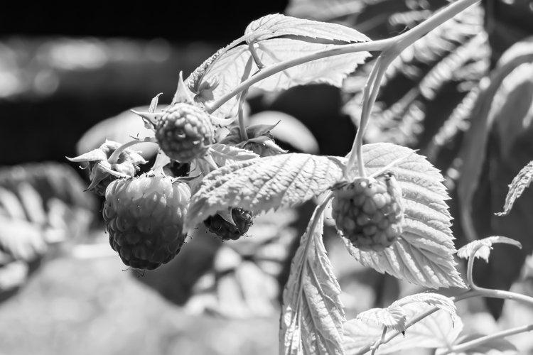 Beautiful berry branch raspberry bush with natural leaves