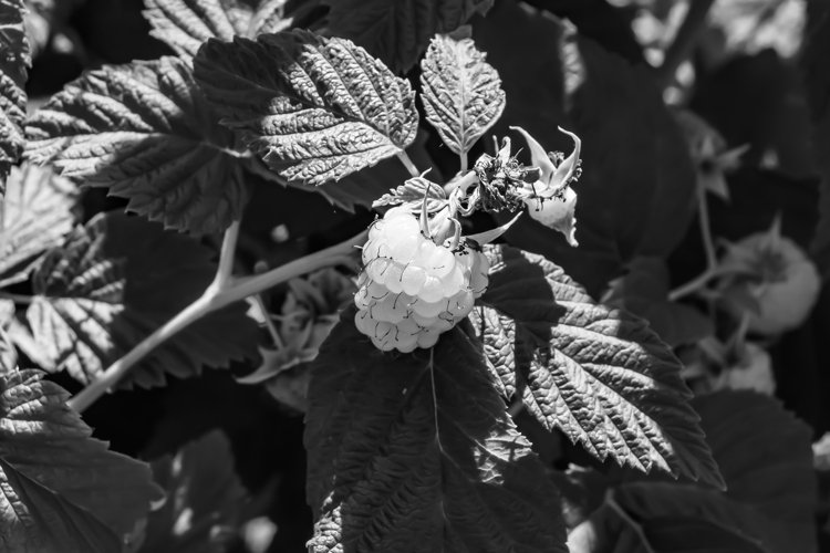 Beautiful berry branch raspberry bush with natural leaves