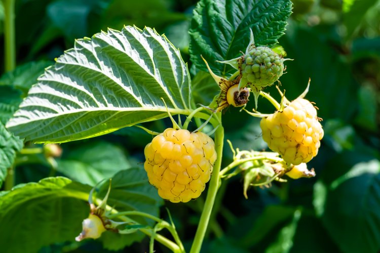 Beautiful berry branch raspberry bush with natural leaves