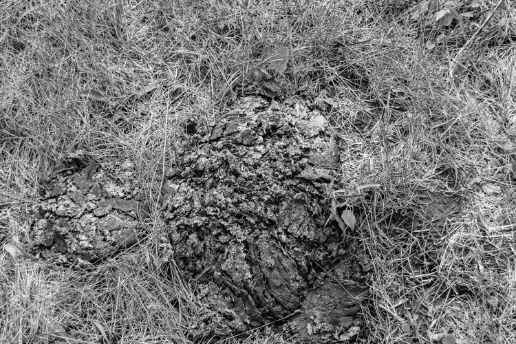 Fresh cow dung lies on manure animal farm