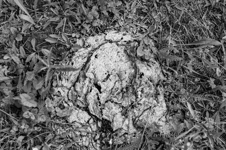 Fresh cow dung lies on manure animal farm