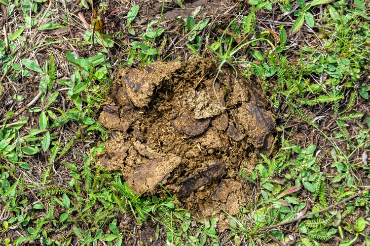 Fresh cow dung lies on manure animal farm