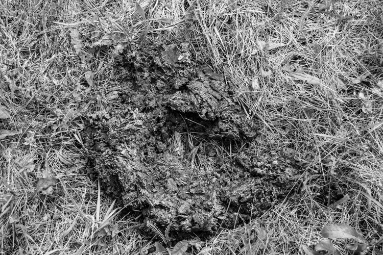 Fresh cow dung lies on manure animal farm