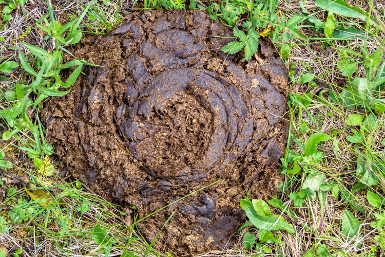 Fresh cow dung lies on manure animal farm