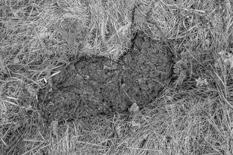 Fresh cow dung lies on manure animal farm