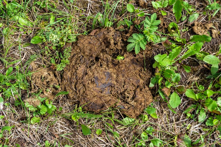 Fresh cow dung lies on manure animal farm