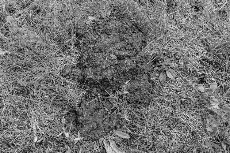 Fresh cow dung lies on manure animal farm