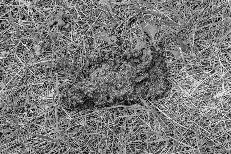 Fresh cow dung lies on manure animal farm