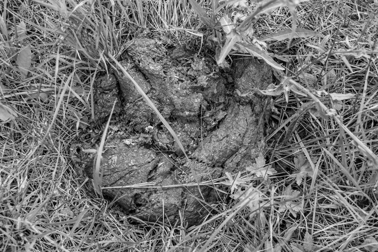 Fresh cow dung lies on manure animal farm