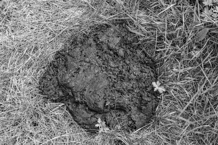 Fresh cow dung lies on manure animal farm