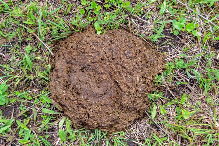 Fresh cow dung lies on manure animal farm