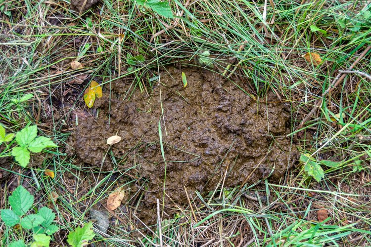 Fresh cow dung lies on manure animal farm