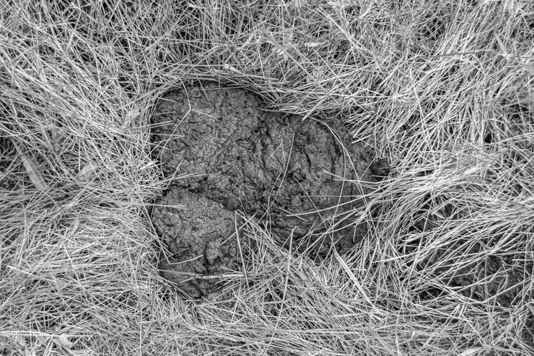 Fresh cow dung lies on manure animal farm