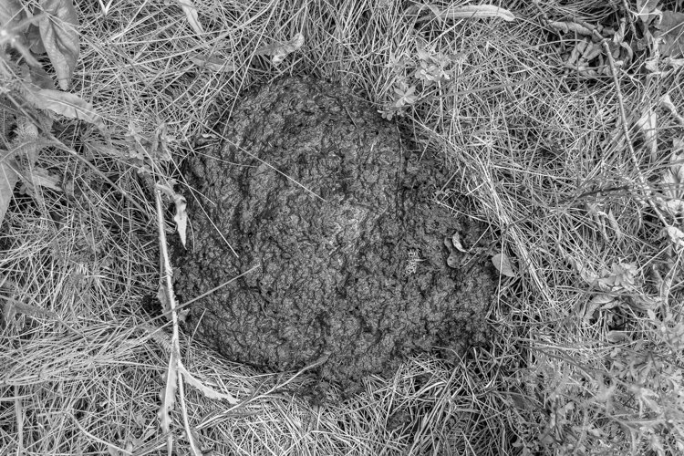 Fresh cow dung lies on manure animal farm