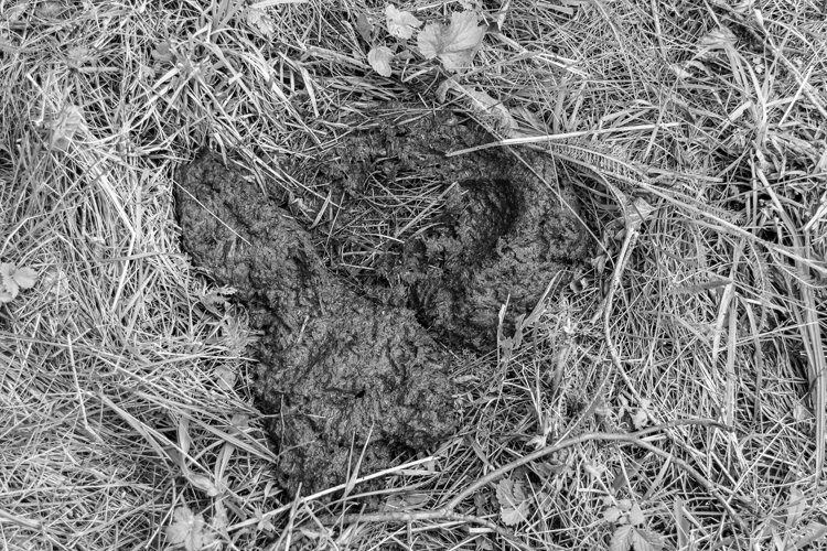 Fresh cow dung lies on manure animal farm