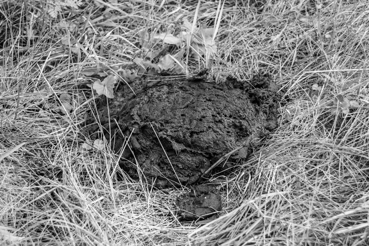 Fresh cow dung lies on manure animal farm