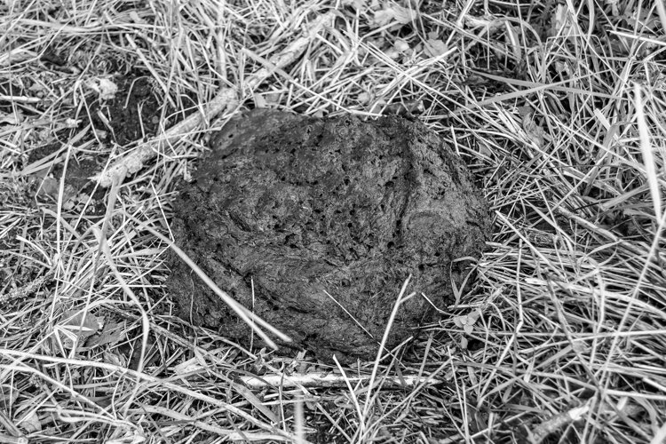 Fresh cow dung lies on manure animal farm