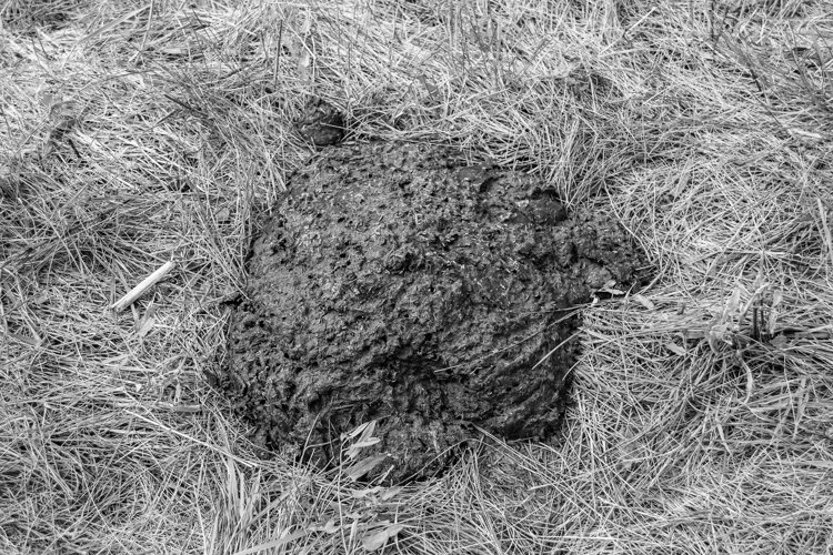 Fresh cow dung lies on manure animal farm