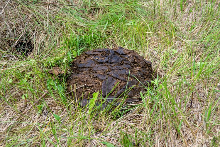 Fresh cow dung lies on manure animal farm