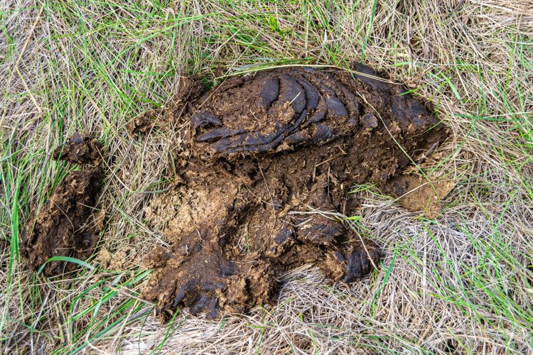 Fresh cow dung lies on manure animal farm