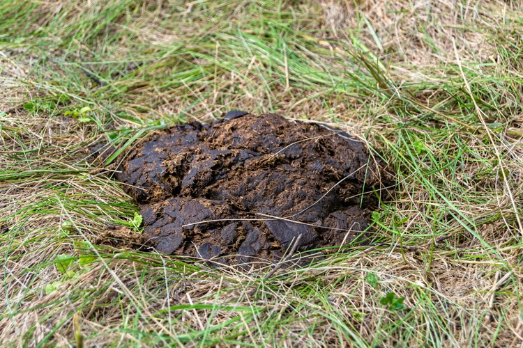 Fresh cow dung lies on manure animal farm