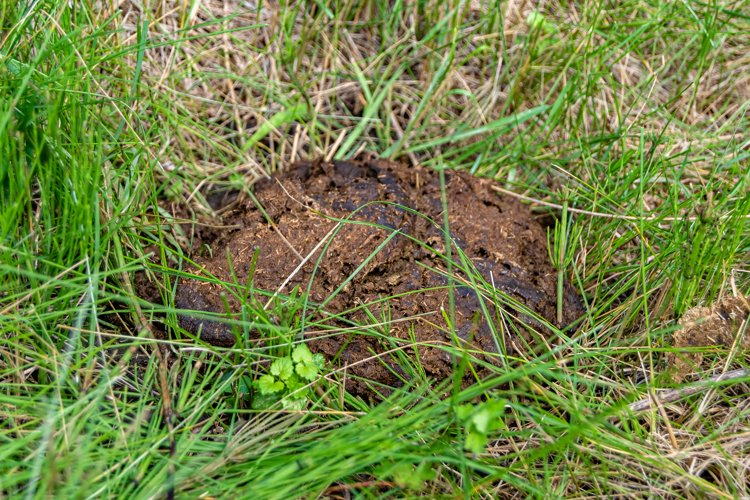 Fresh cow dung lies on manure animal farm