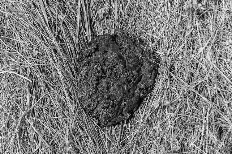 Fresh cow dung lies on manure animal farm