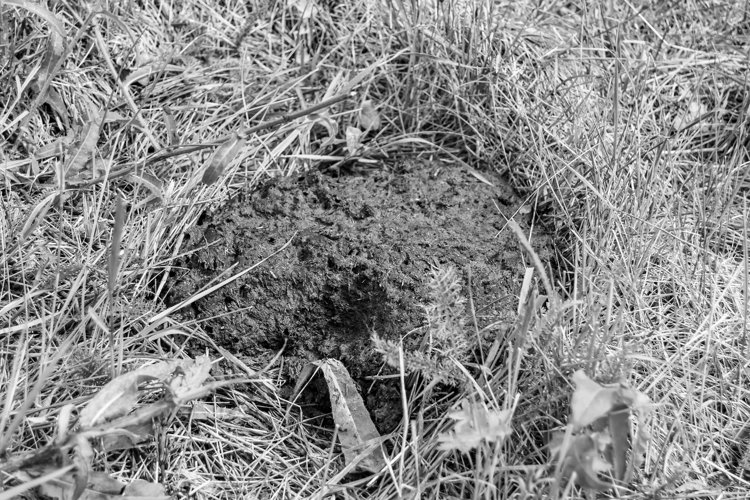 Fresh cow dung lies on manure animal farm