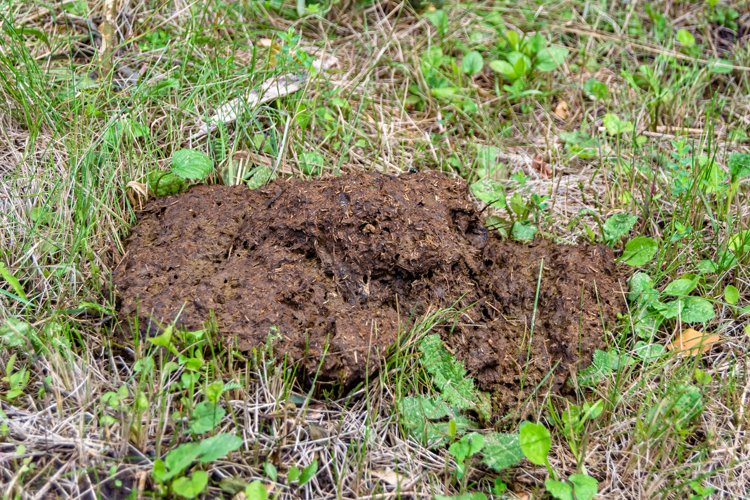 Fresh cow dung lies on manure animal farm