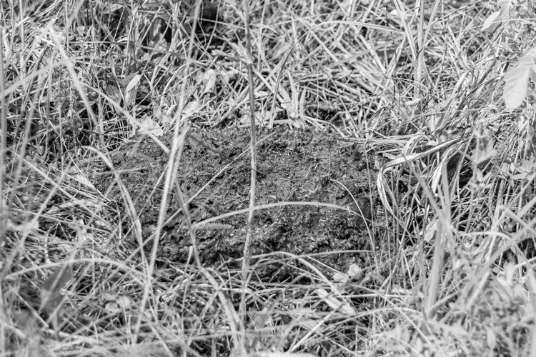 Fresh cow dung lies on manure animal farm