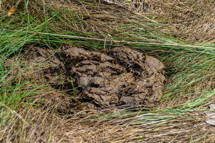Fresh cow dung lies on manure animal farm