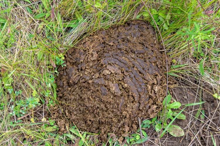 Fresh cow dung lies on manure animal farm