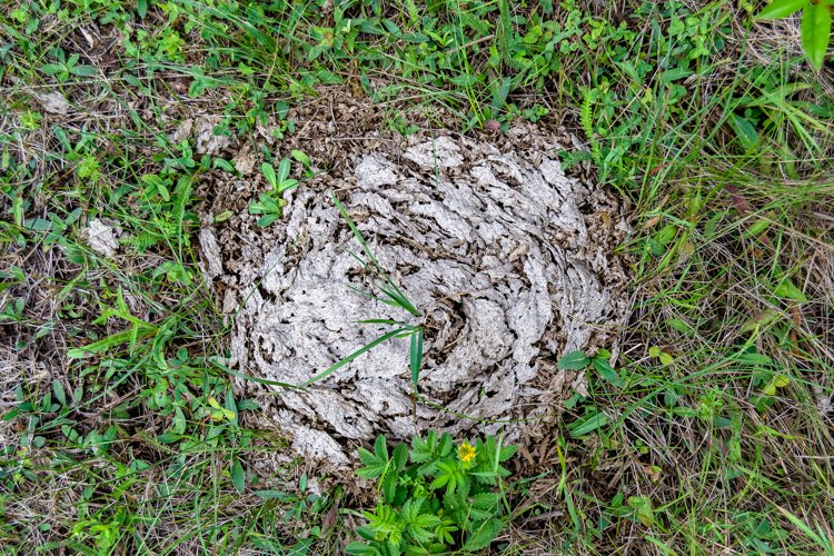 Fresh cow dung lies on manure animal farm