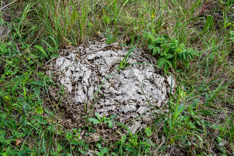 Fresh cow dung lies on manure animal farm