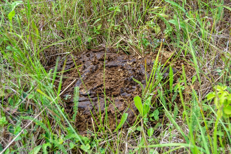 Fresh cow dung lies on manure animal farm