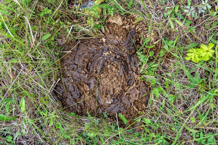 Fresh cow dung lies on manure animal farm