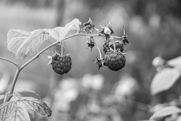 Beautiful berry branch raspberry bush with natural leaves