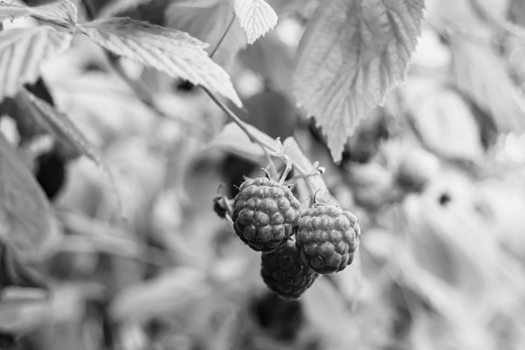 Beautiful berry branch raspberry bush with natural leaves