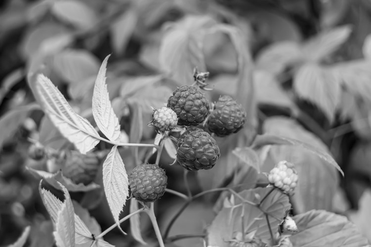 Beautiful berry branch raspberry bush with natural leaves